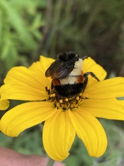 Bombus ephippiatus