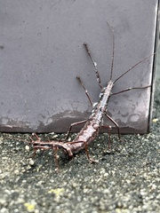 Anisomorpha buprestoides