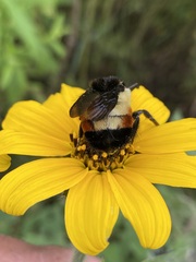 Bombus ephippiatus