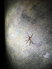 Acanthoctenus