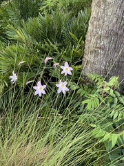 Zephyranthes robusta