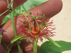 Passiflora mexicana