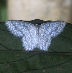 Chloropteryx opalaria