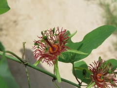 Passiflora mexicana