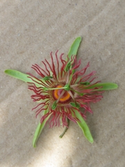 Passiflora mexicana