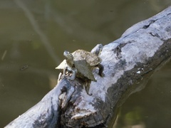 Graptemys pseudogeographica