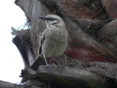 Mimus longicaudatus