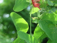 Passiflora mexicana