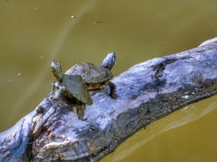 Graptemys pseudogeographica