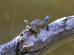 Graptemys pseudogeographica