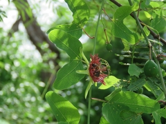 Passiflora mexicana