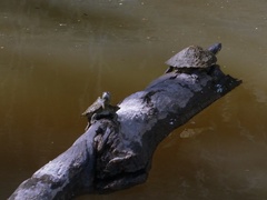 Graptemys pseudogeographica