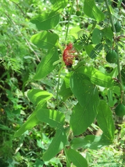 Passiflora mexicana