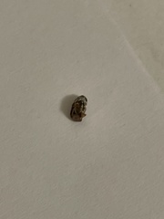 Acanthoscelides obtectus