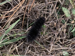 Hypercompe scribonia