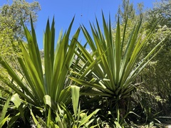Furcraea foetida