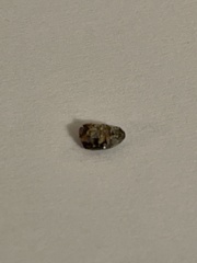 Acanthoscelides obtectus