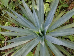 Furcraea parmentieri