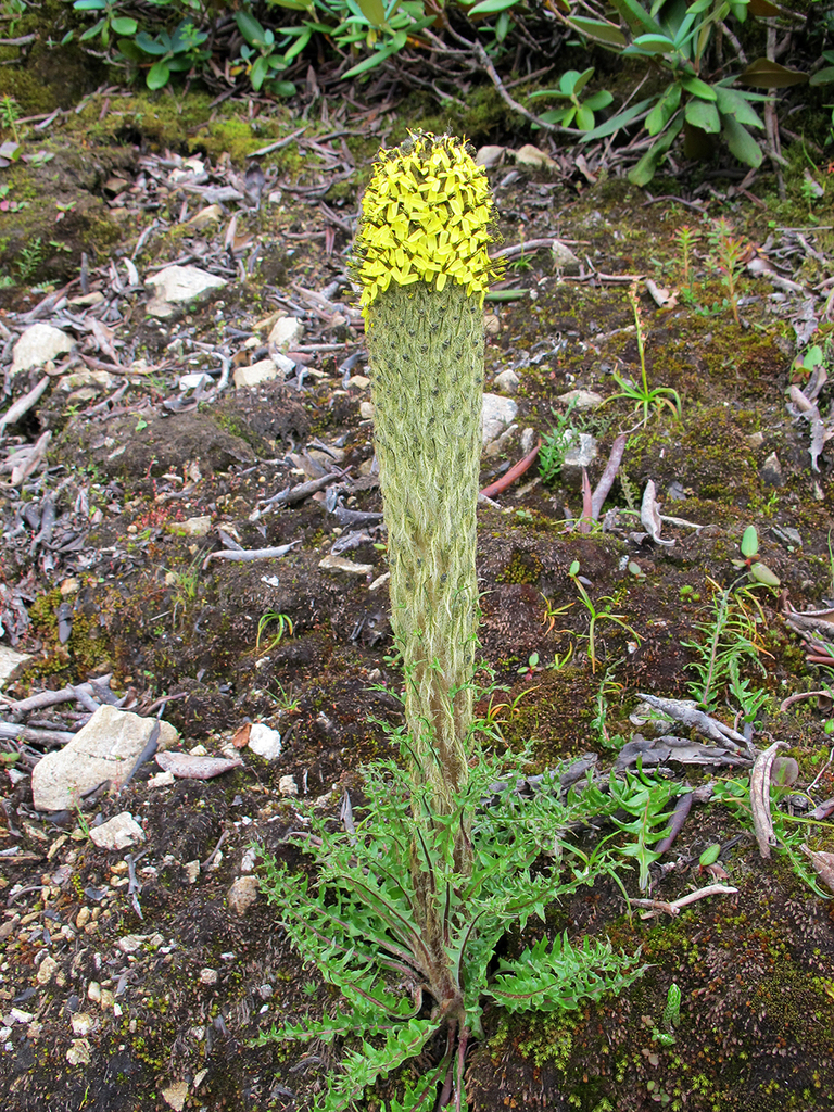 Soroseris teres