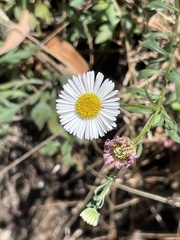 Erigeron karvinskianus