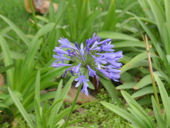 Agapanthus