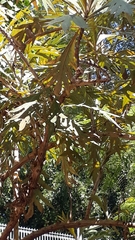 Bocconia arborea
