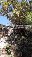 Bocconia arborea