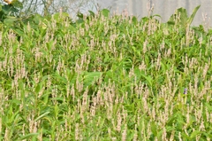 Persicaria glabra