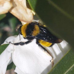 Bombus sonorus