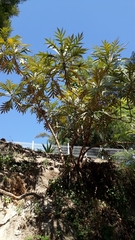 Bocconia arborea