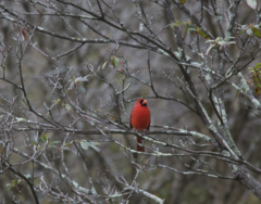 Cardinalis cardinalis