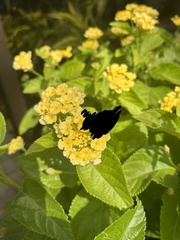 Lantana depressa