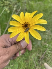 Ochraethes brevicornis