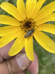 Ochraethes brevicornis