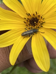 Ochraethes brevicornis