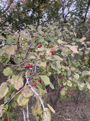 Crataegus viridis