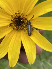 Ochraethes brevicornis