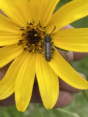 Ochraethes brevicornis