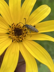 Ochraethes brevicornis