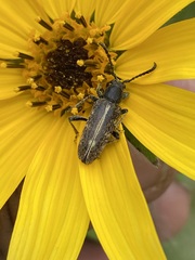 Ochraethes brevicornis