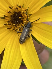 Ochraethes brevicornis