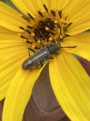 Ochraethes brevicornis