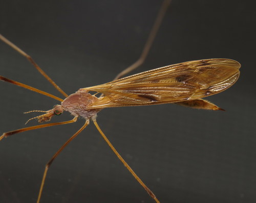Tipula ultima photo 2