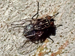 Muscidae