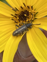 Ochraethes brevicornis