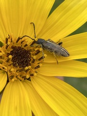 Ochraethes brevicornis