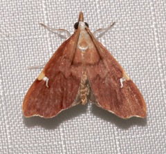 Deuterophysa