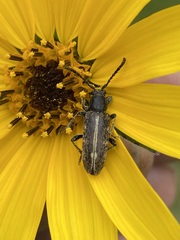 Ochraethes brevicornis