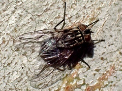 Muscidae