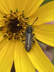 Ochraethes brevicornis